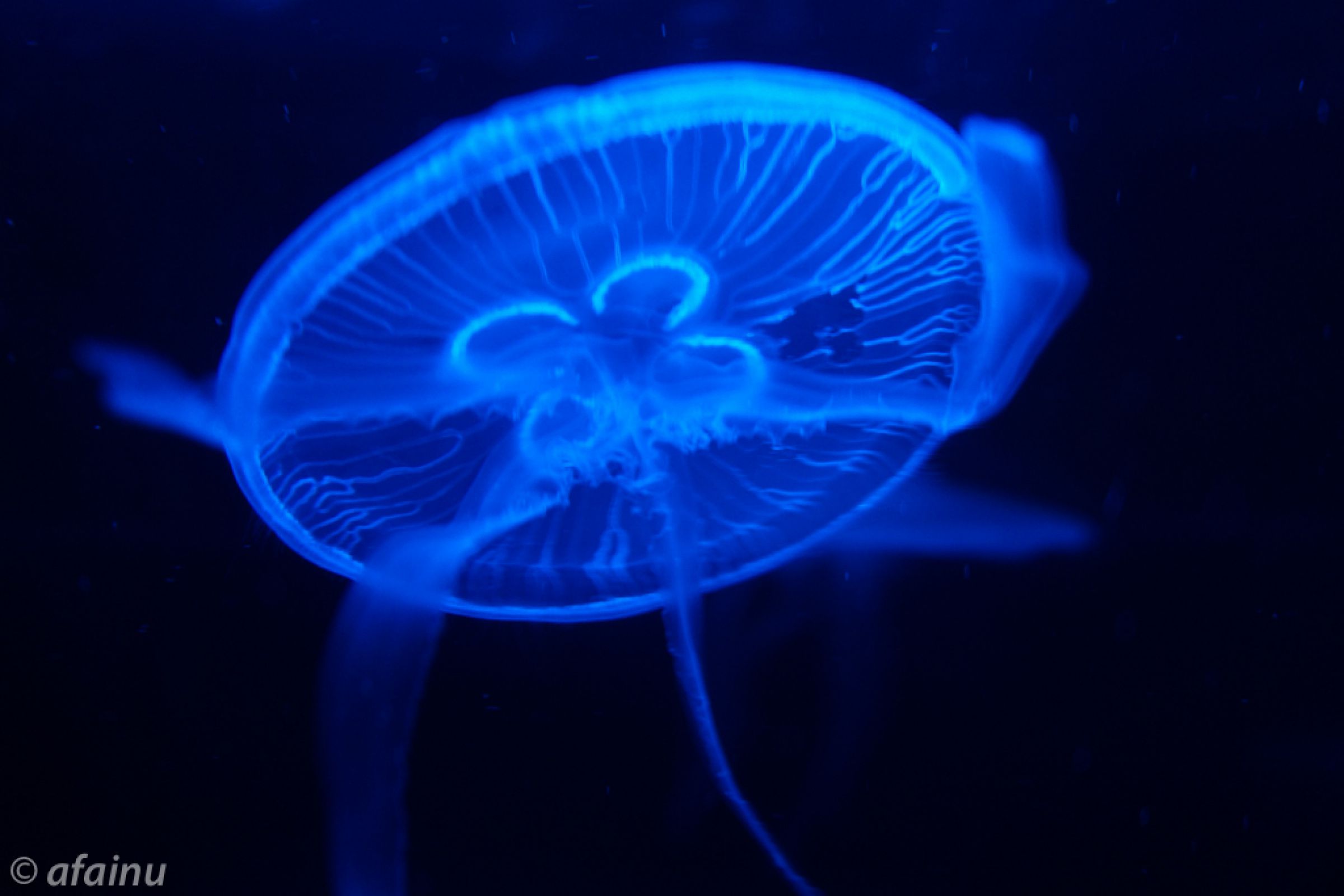 青い海月 | GANREF