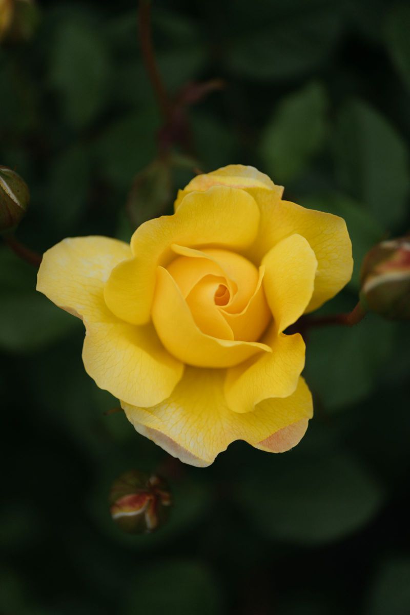 Yellow Rose | GANREF