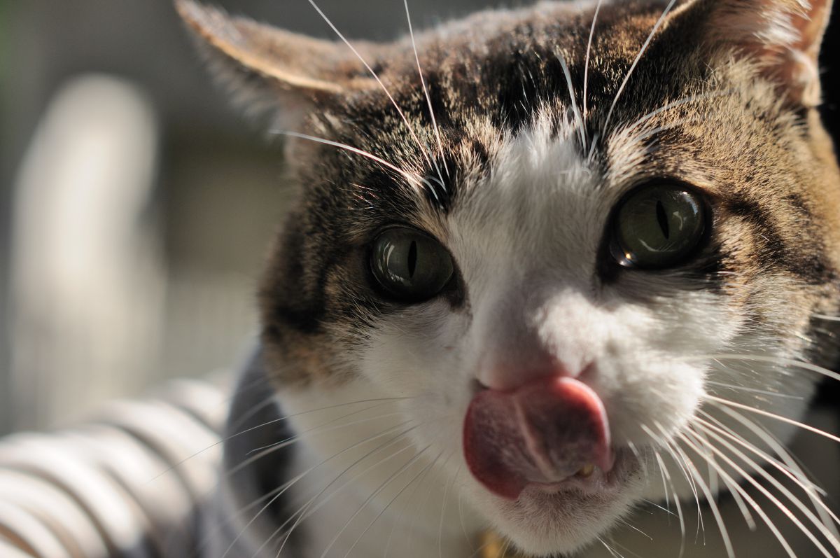 ドヤ顔 動物 猫 Ganref