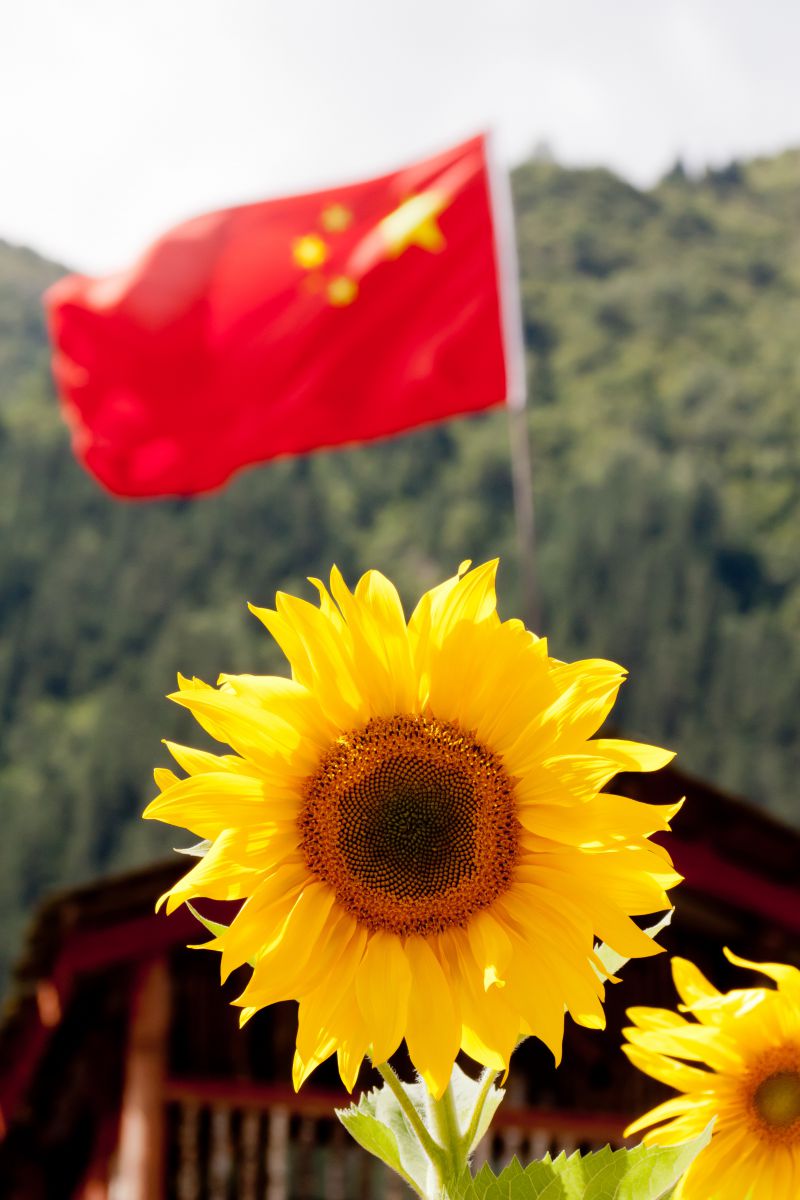 ひまわりと赤い国旗 植物 花 花びら Ganref