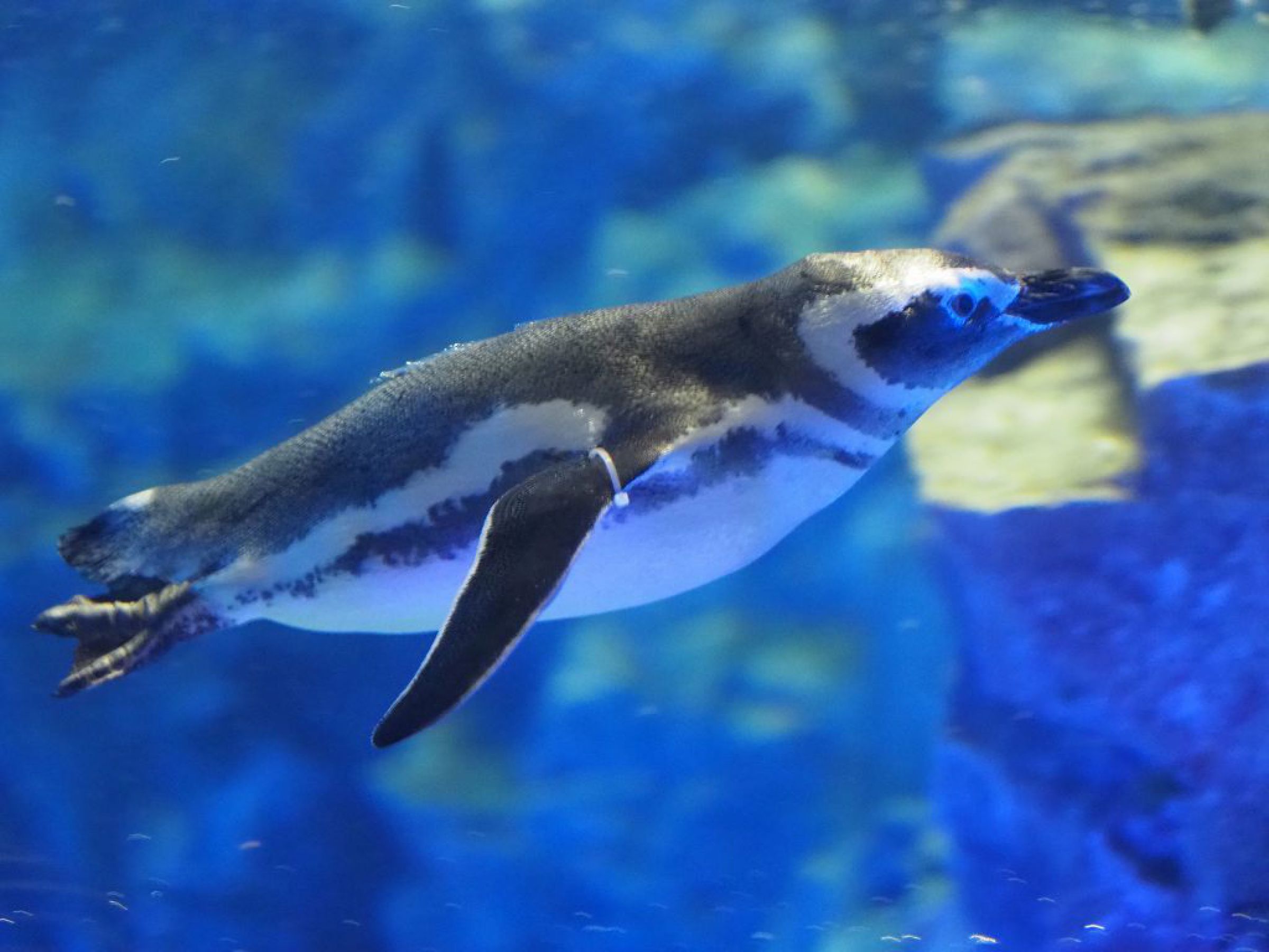 すみだ水族館のペンギン3 | GANREF