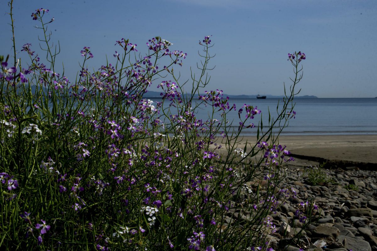 浜大根の花 GANREF
