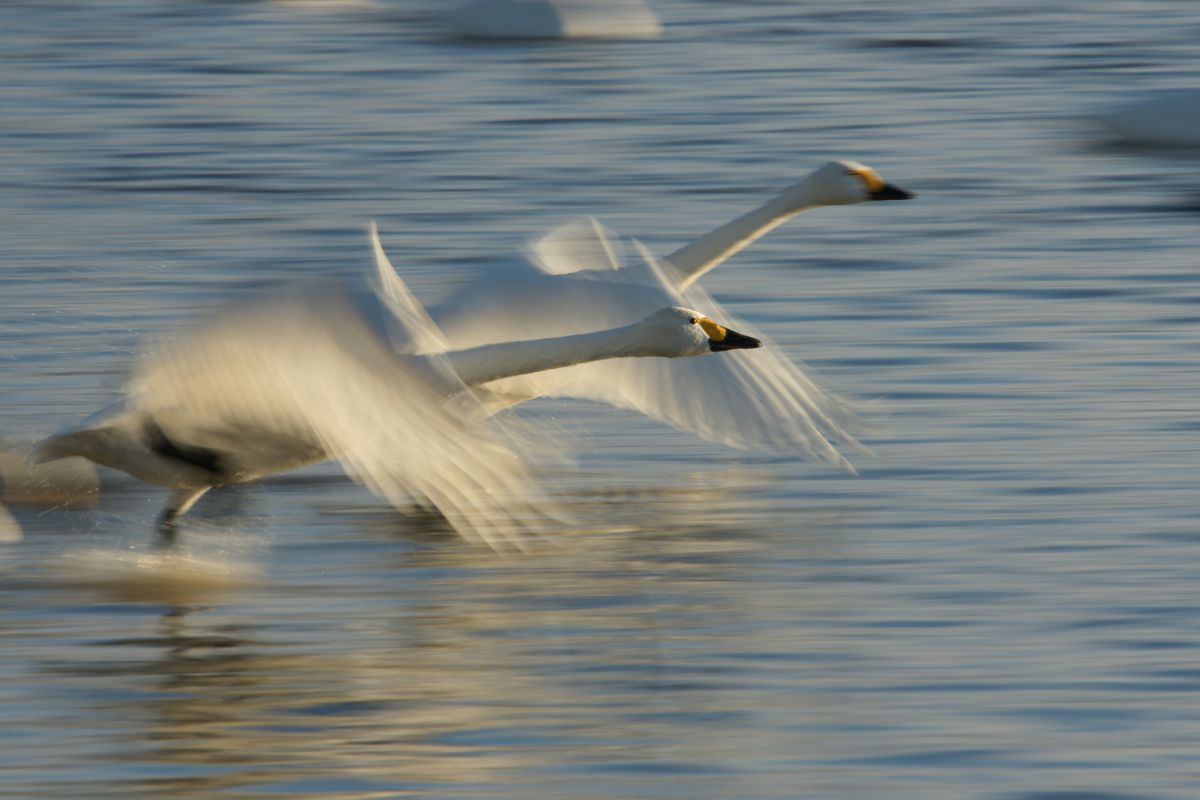 APO TELE MACRO 400mm F5.6 HSMで撮影された写真 | 写真検索 | GANREF