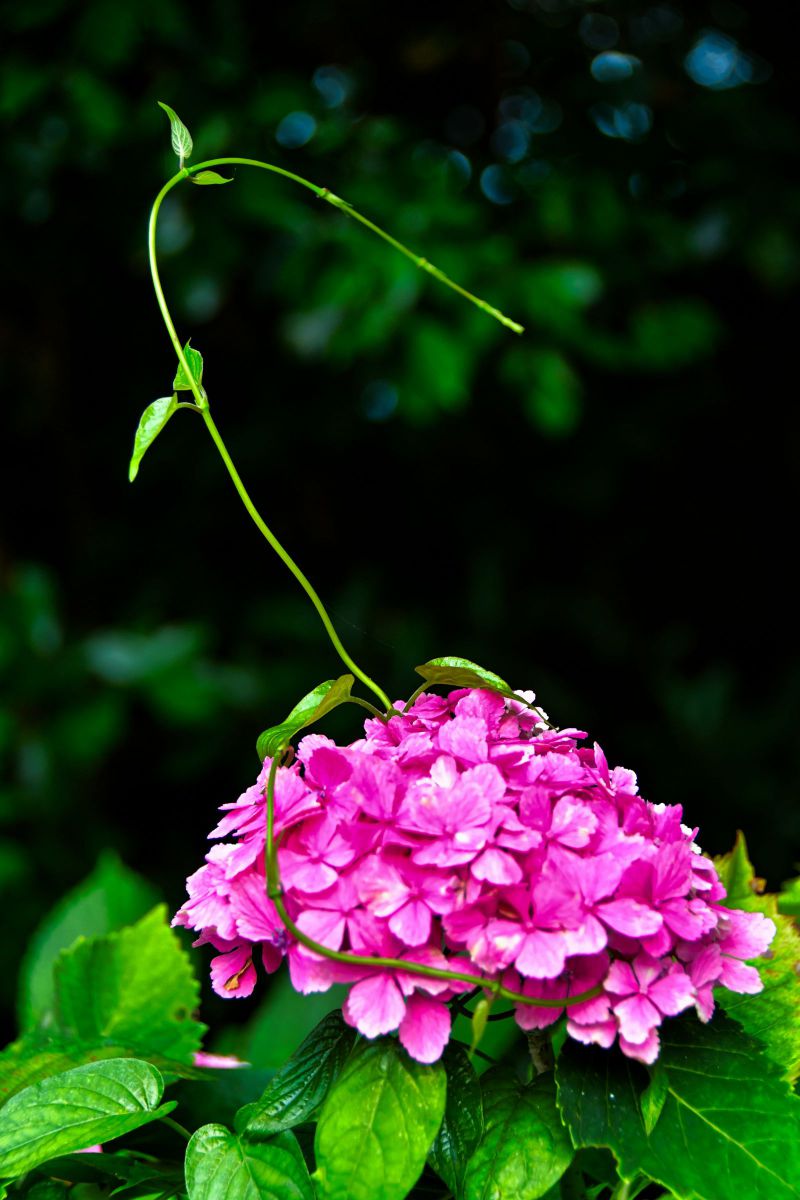 もう離さない！.jpg GANREF