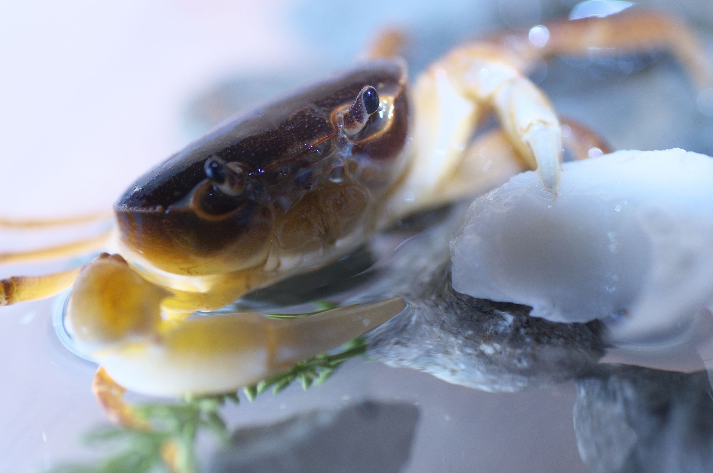 サワガニさん | GANREF