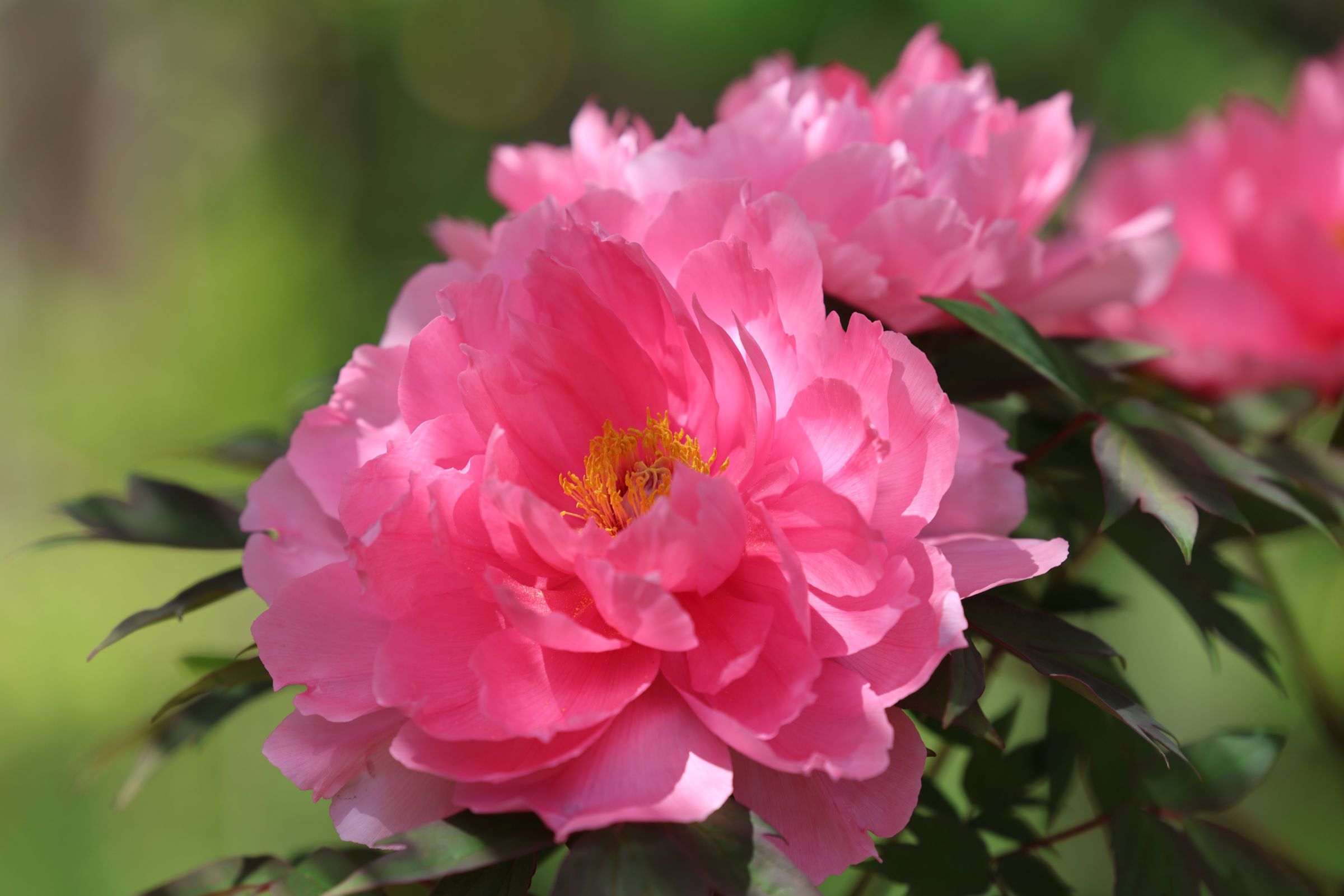 Pink peony -赤牡丹- | GANREF