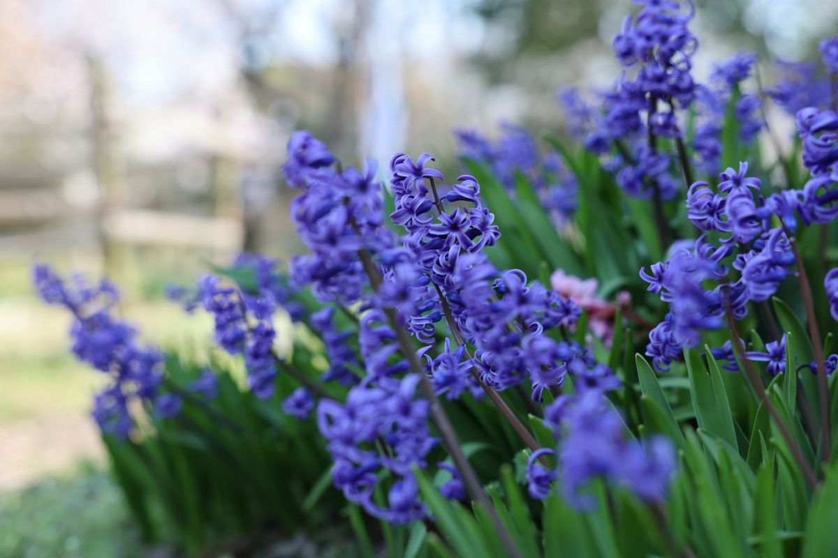 spring field Ⅱ | GANREF