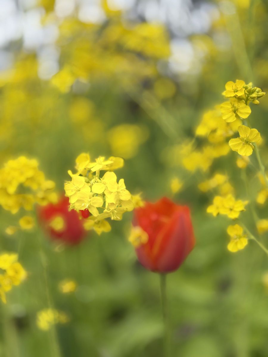 Rain washed yellow | GANREF