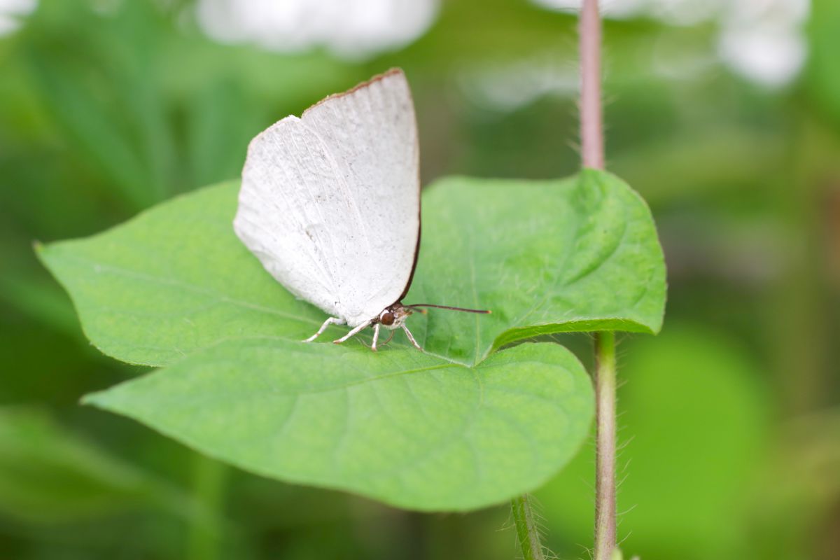 ウラギンシジミ 動物 虫 昆虫 Ganref
