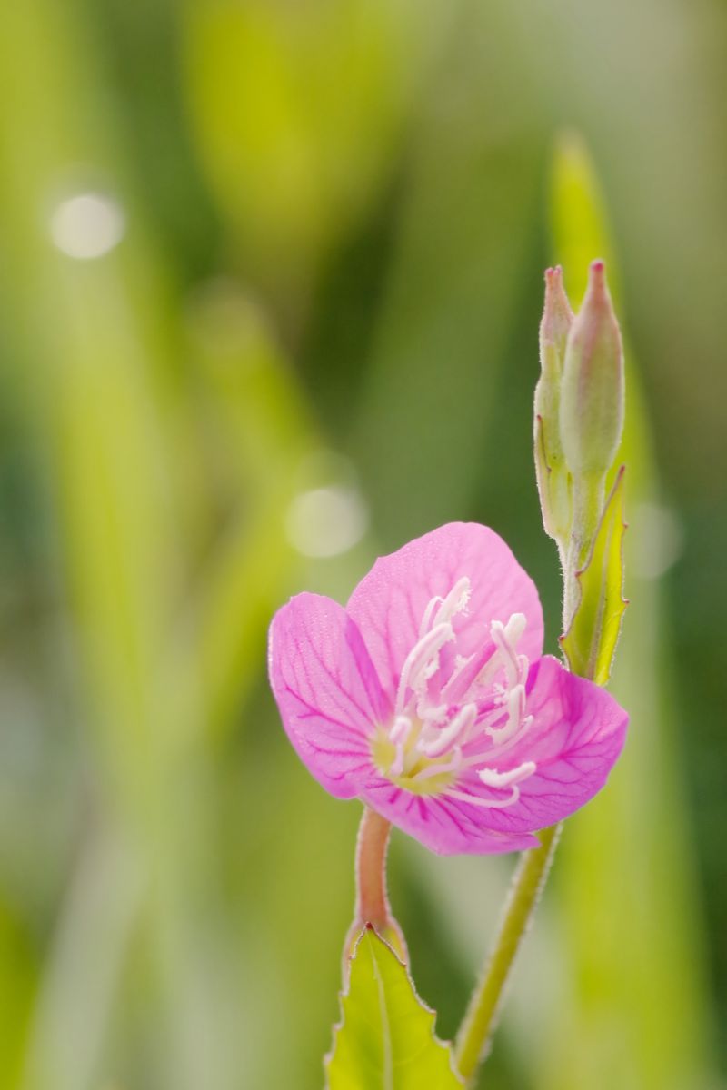 アカバナユウゲショウ 植物 花 花びら Ganref アカバナユウゲショウ 植物 花 花びら Ganref