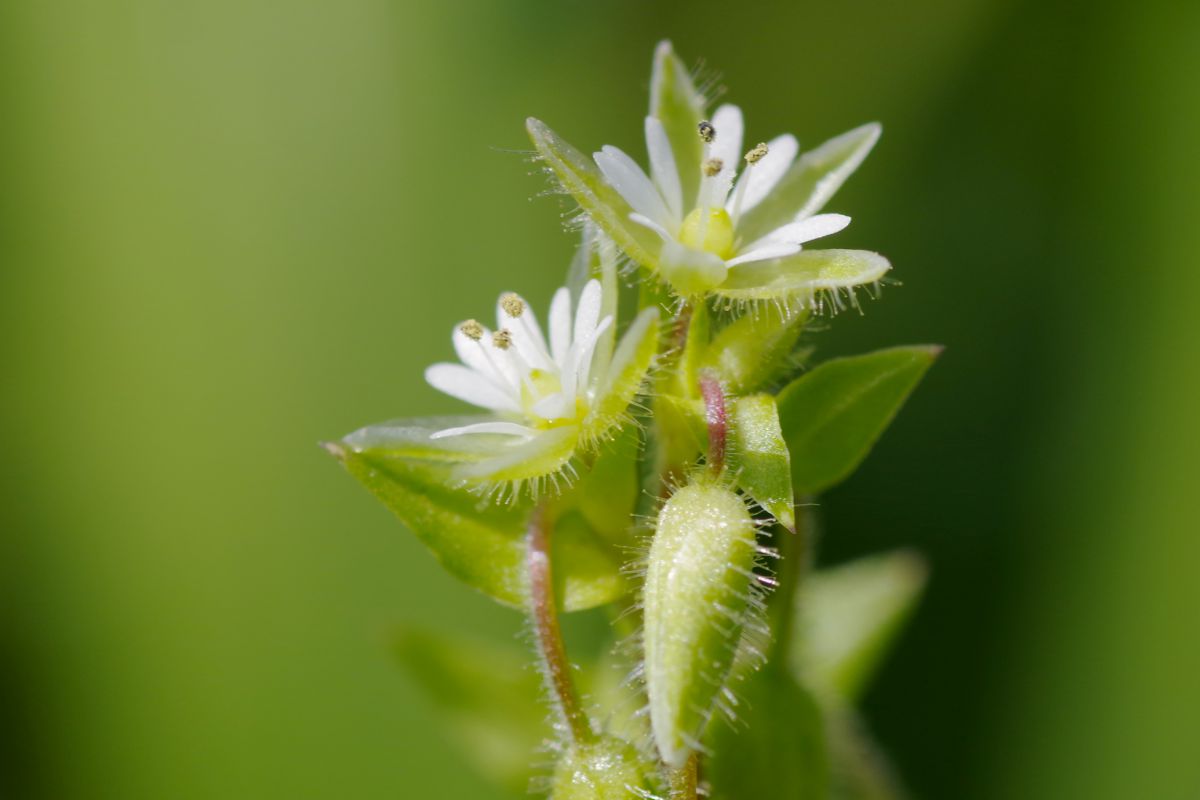 ハコベ 植物 花 花びら Ganref