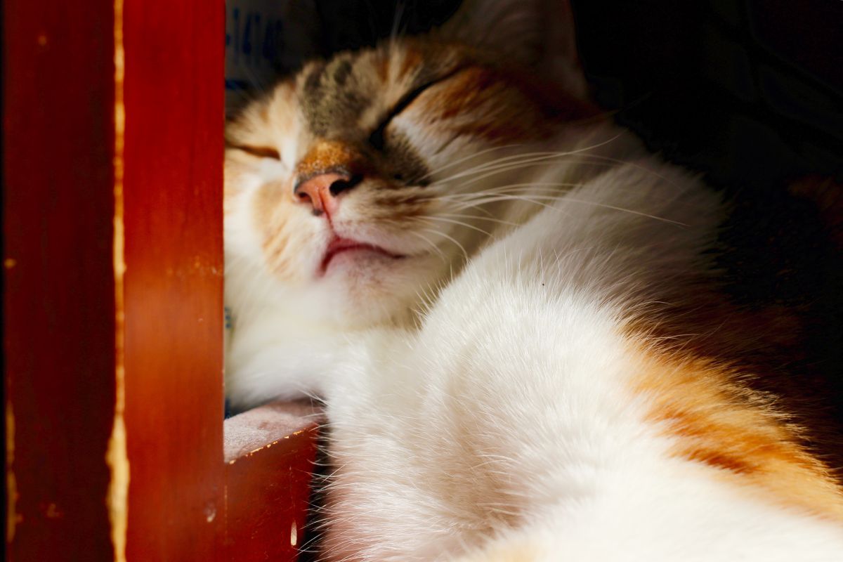 秋の寝顔 動物 猫 Ganref