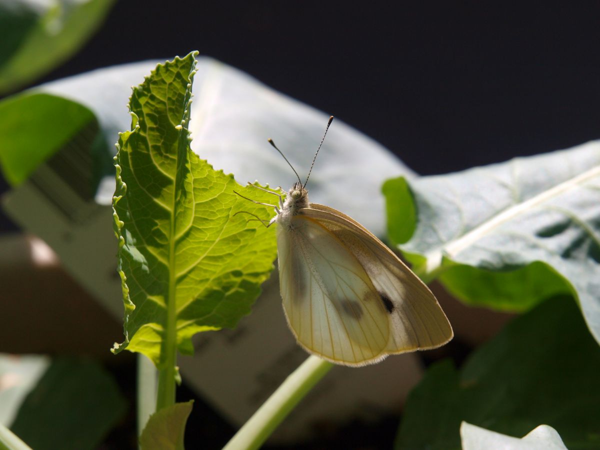 卵の親 動物 虫 昆虫 Ganref