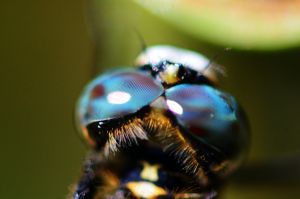 トンボメガネ 829036de377259c19843f26e2892a7