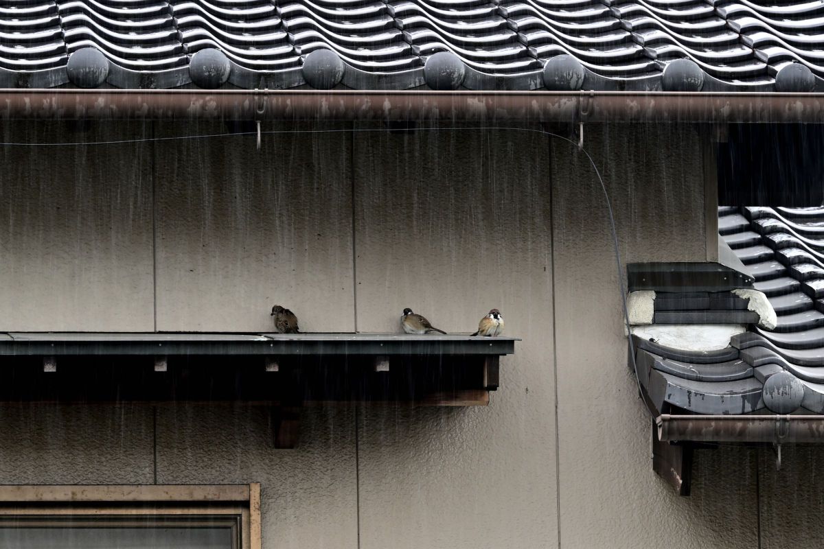 雨宿り | GANREF