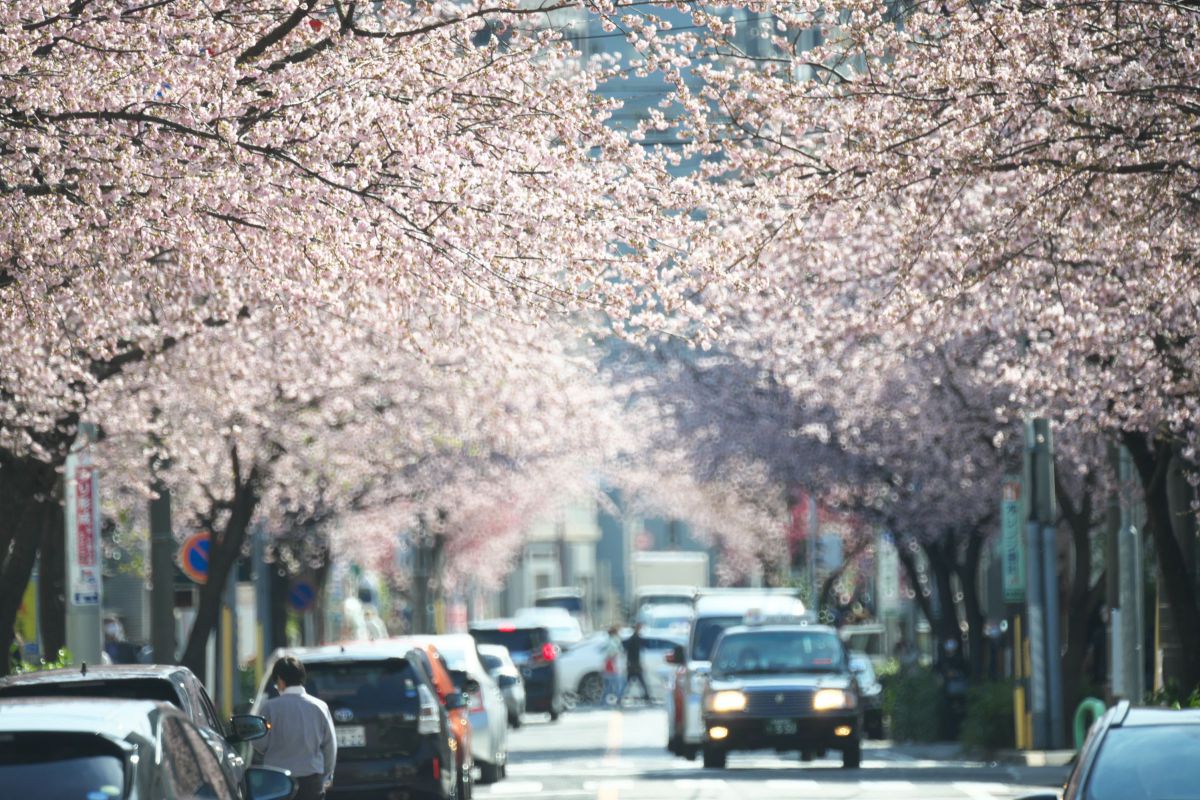 オオカンザクラの並木道 植物 桜 Ganref