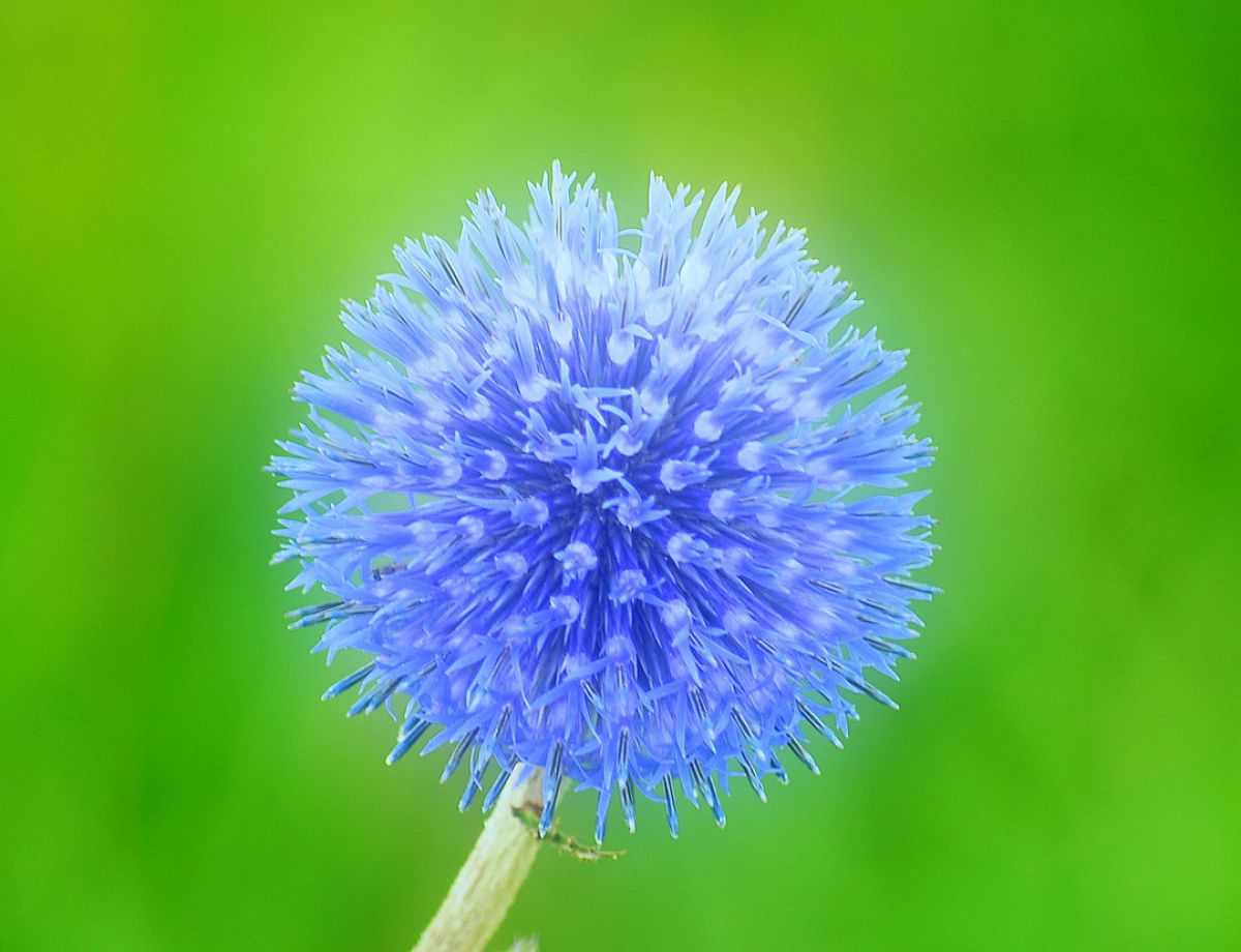 阿蘇の瑠璃玉アザミ 植物 花 花びら Ganref