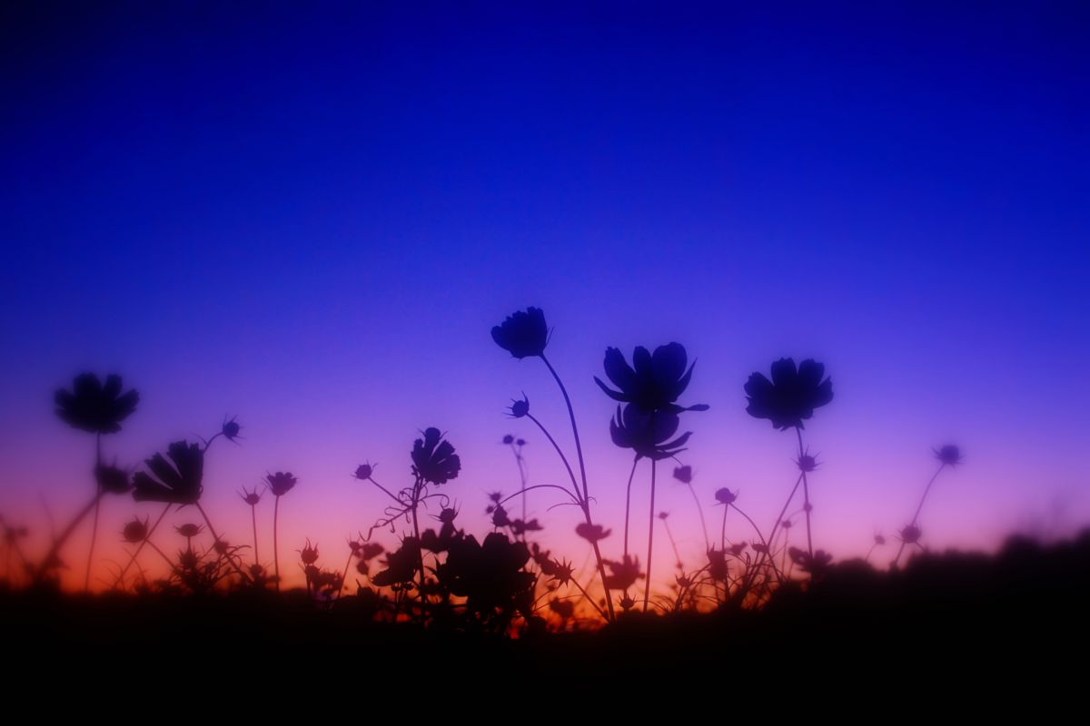 夕暮れコスモス 植物 花 花びら Ganref