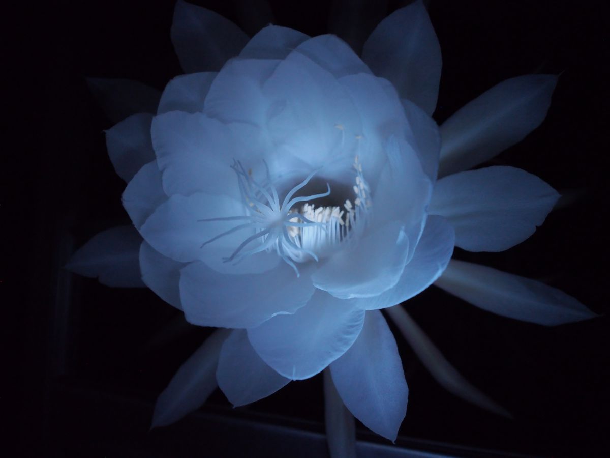 月下美人 １ 植物 花 花びら Ganref