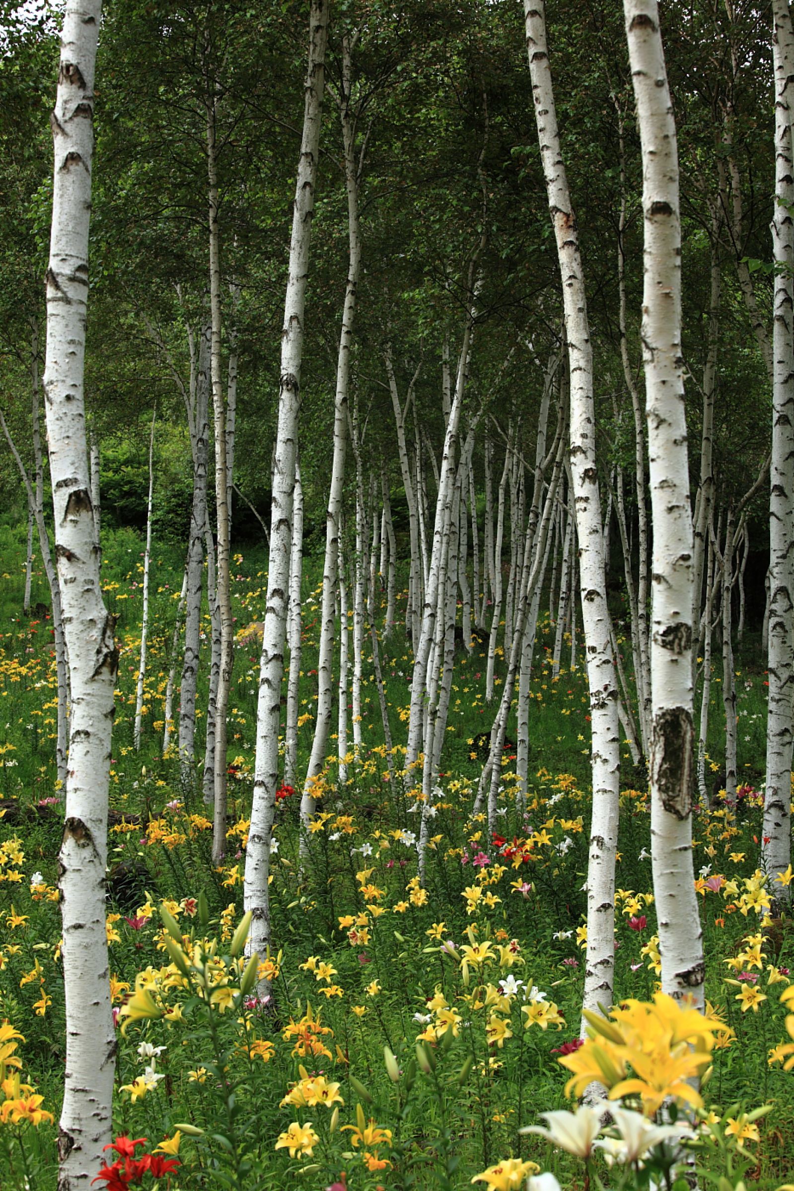 白樺に咲く | GANREF