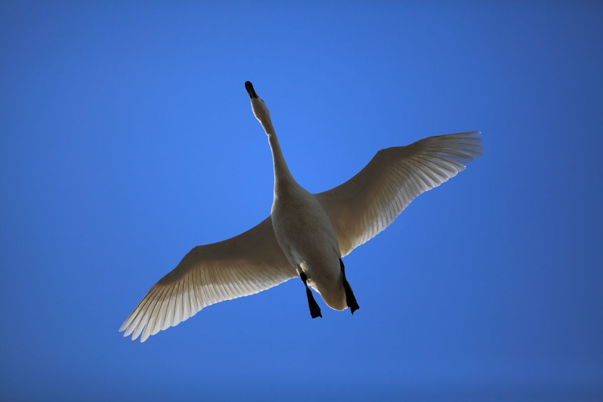 白鳥 青に飛ぶ 動物 鳥類 Ganref