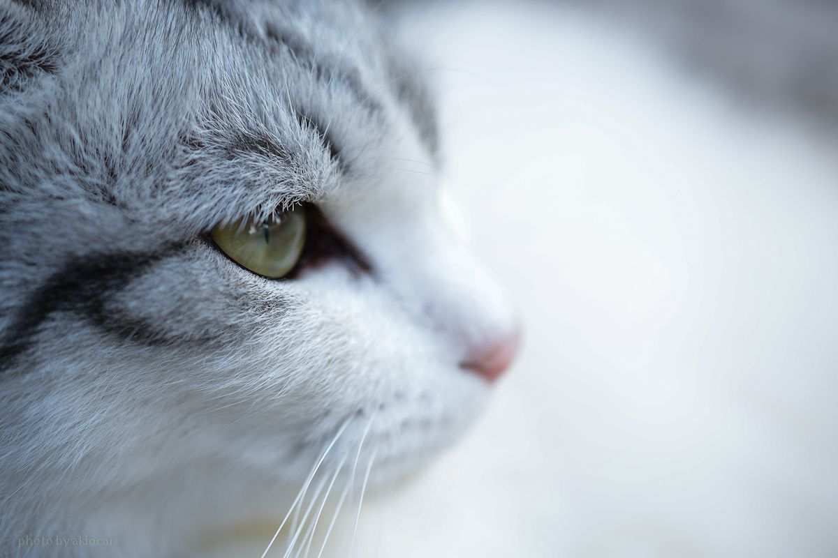 物思いにふける初秋 動物 猫 Ganref