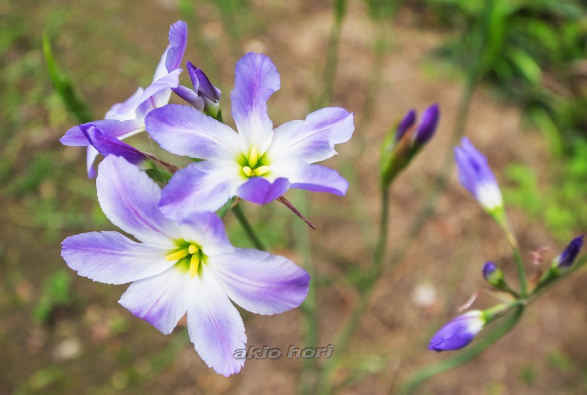 MP-E65mm F2.8 1-5×マクロフォトで撮影された写真 | 写真検索 | GANREF