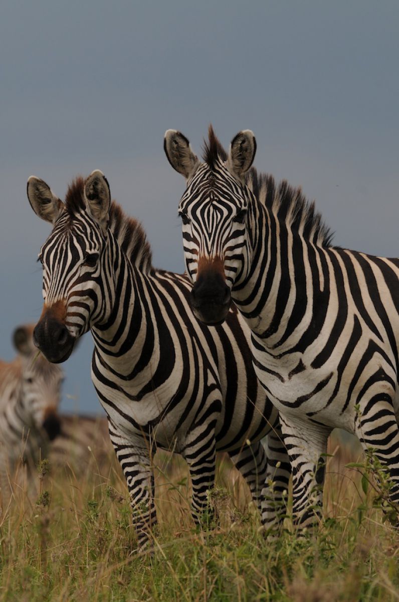 グラントシマウマ 3 動物 その他の陸の生物 Ganref グラントシマウマ 3 動物 その他の陸の生物 Ganref