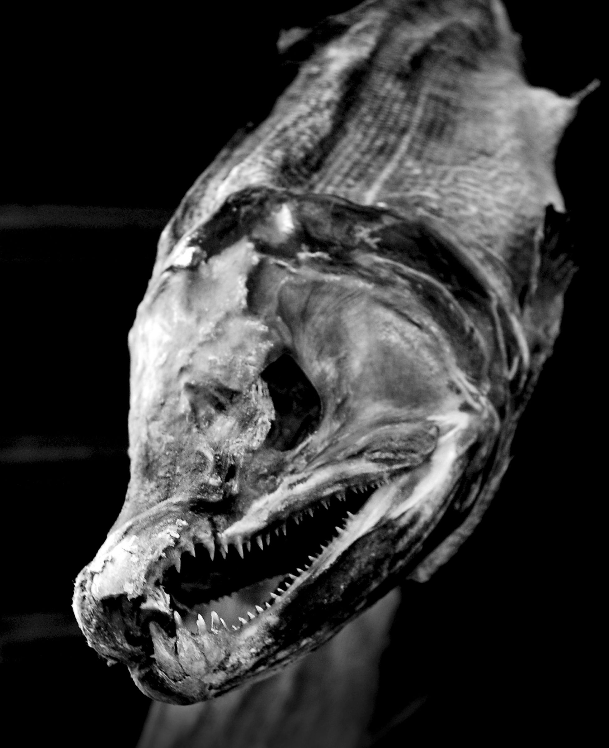 モノクロ ミイラ写真 モノクロ ミイラ写真