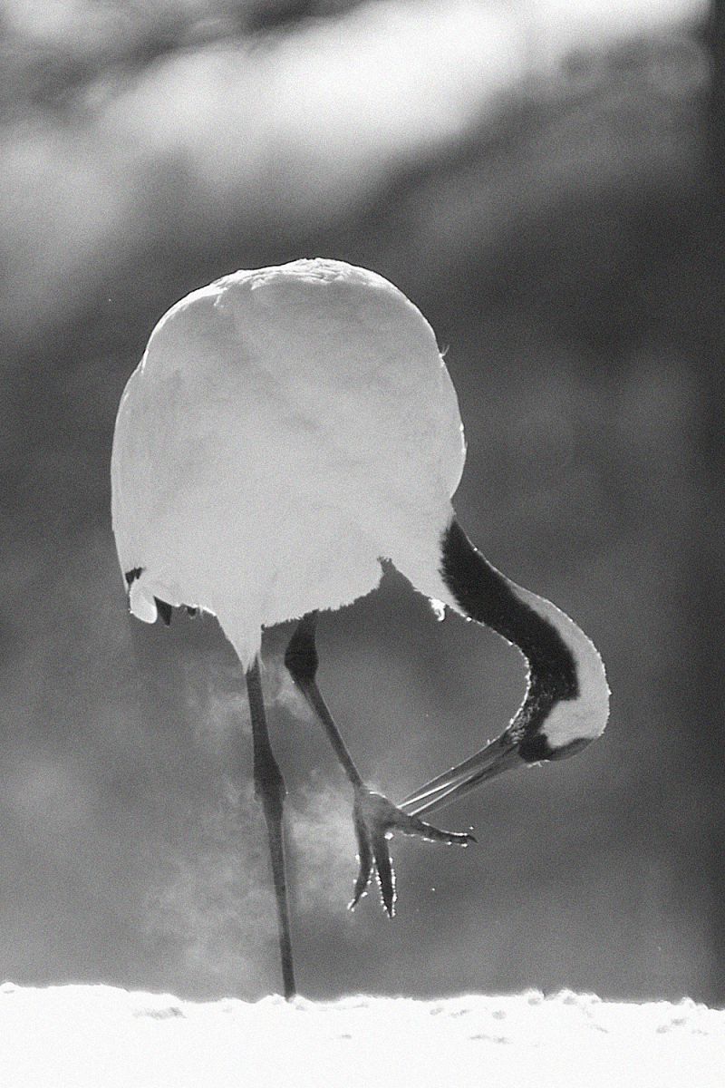 凍える朝 動物 鳥類 Ganref 凍える朝 動物 鳥類 Ganref
