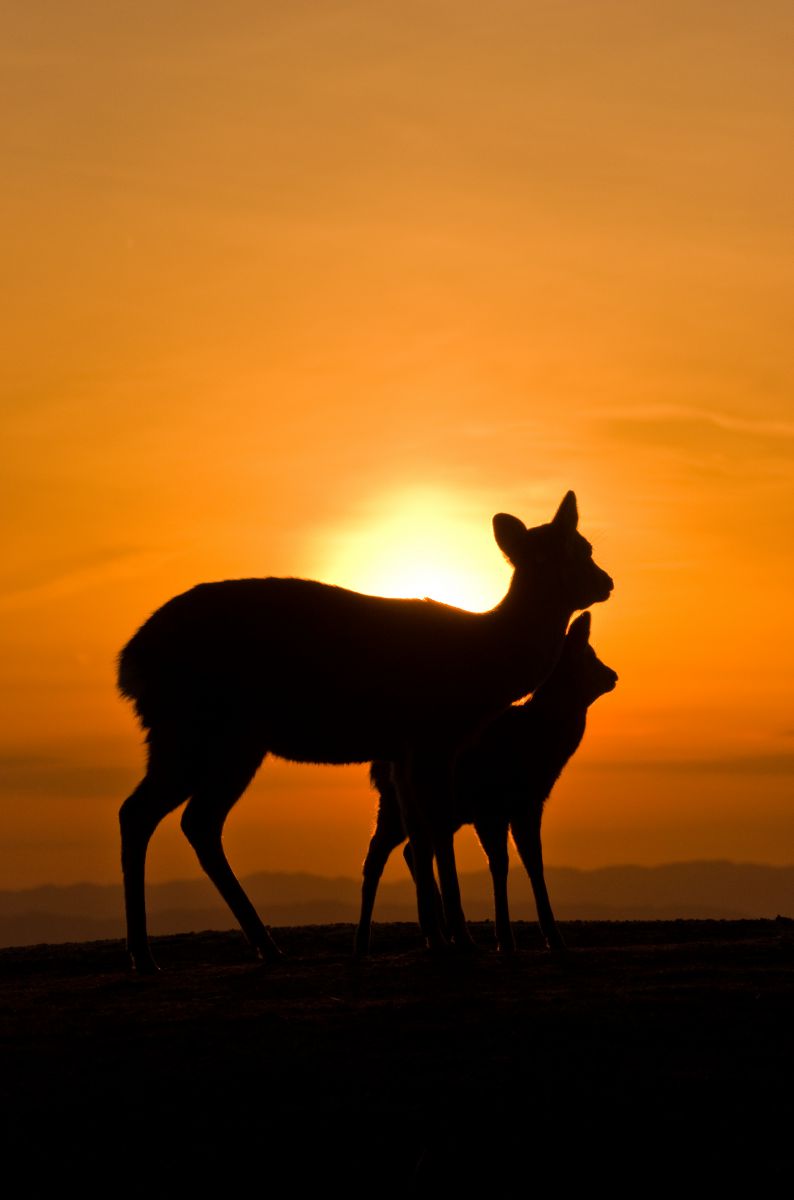 親子鹿 動物 その他の陸の生物 Ganref