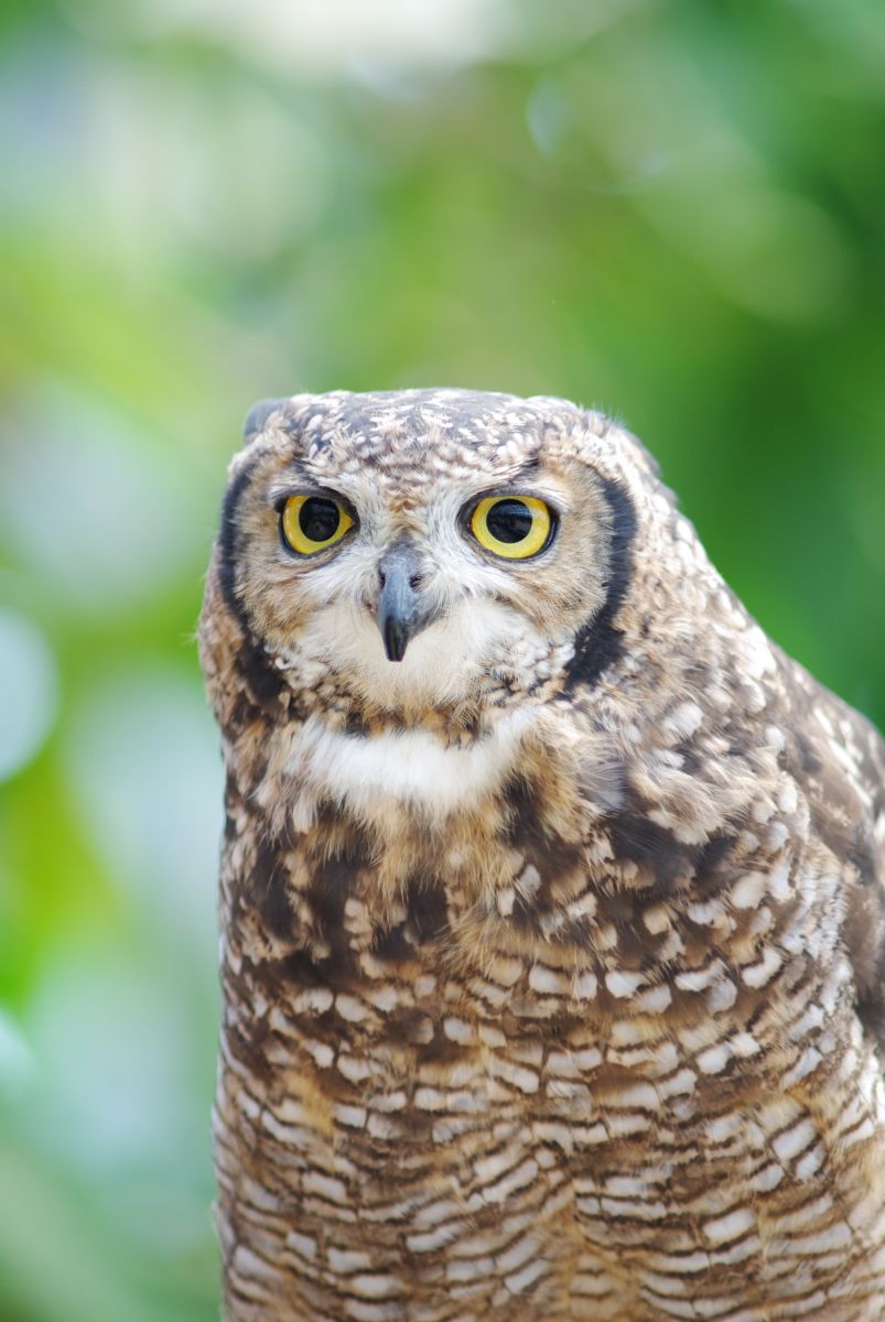 フクロウ 動物 鳥類 Ganref