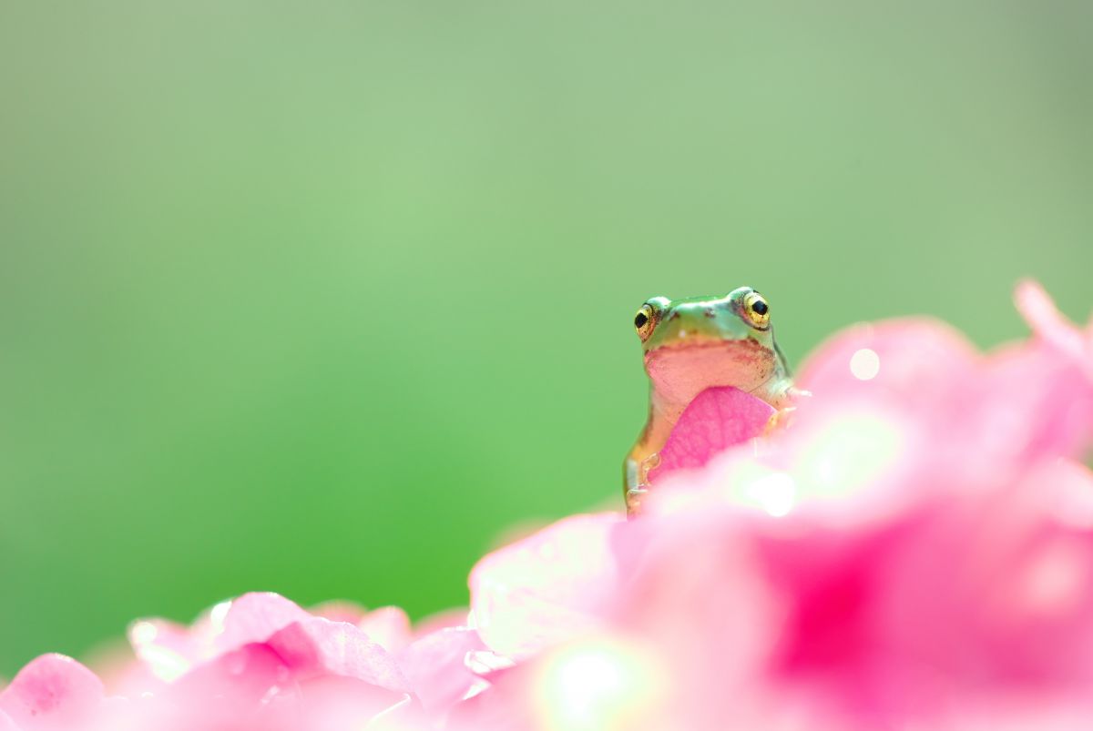 こんにちは 動物 爬虫類 両生類 Ganref