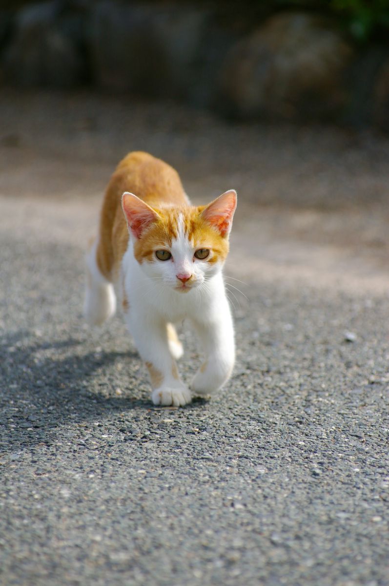 DA☆50-135mm F2.8ED［IF］SDMで撮影された写真 | 写真検索 | GANREF