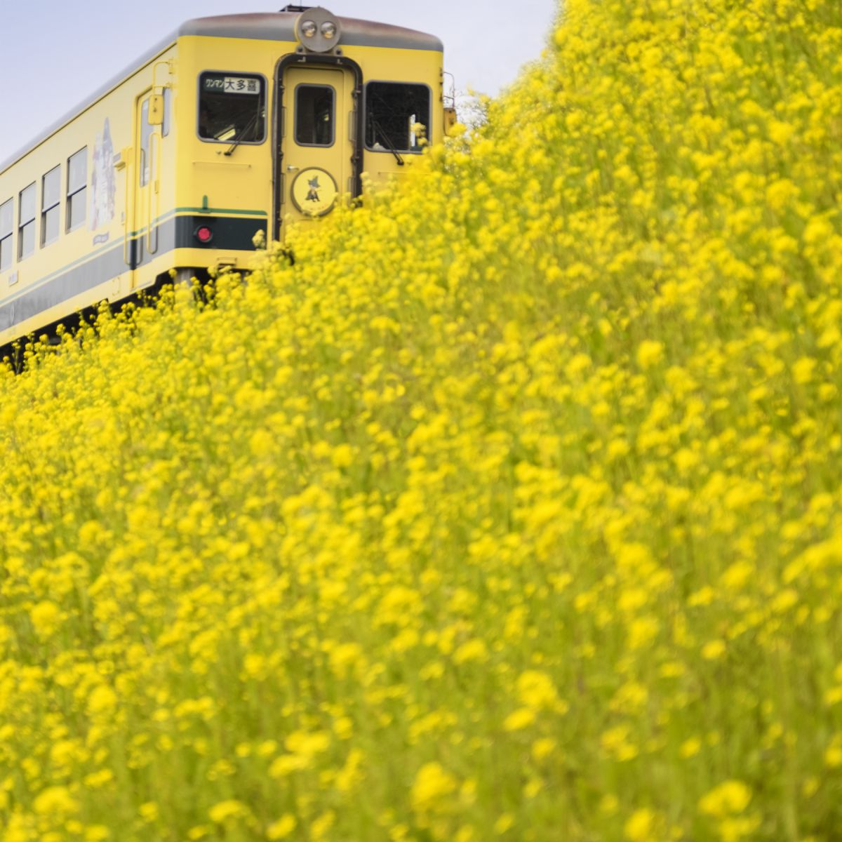 いすみ市撮影会］ 菜の花列車を追いかけて(1) 前置き編 | GANREF