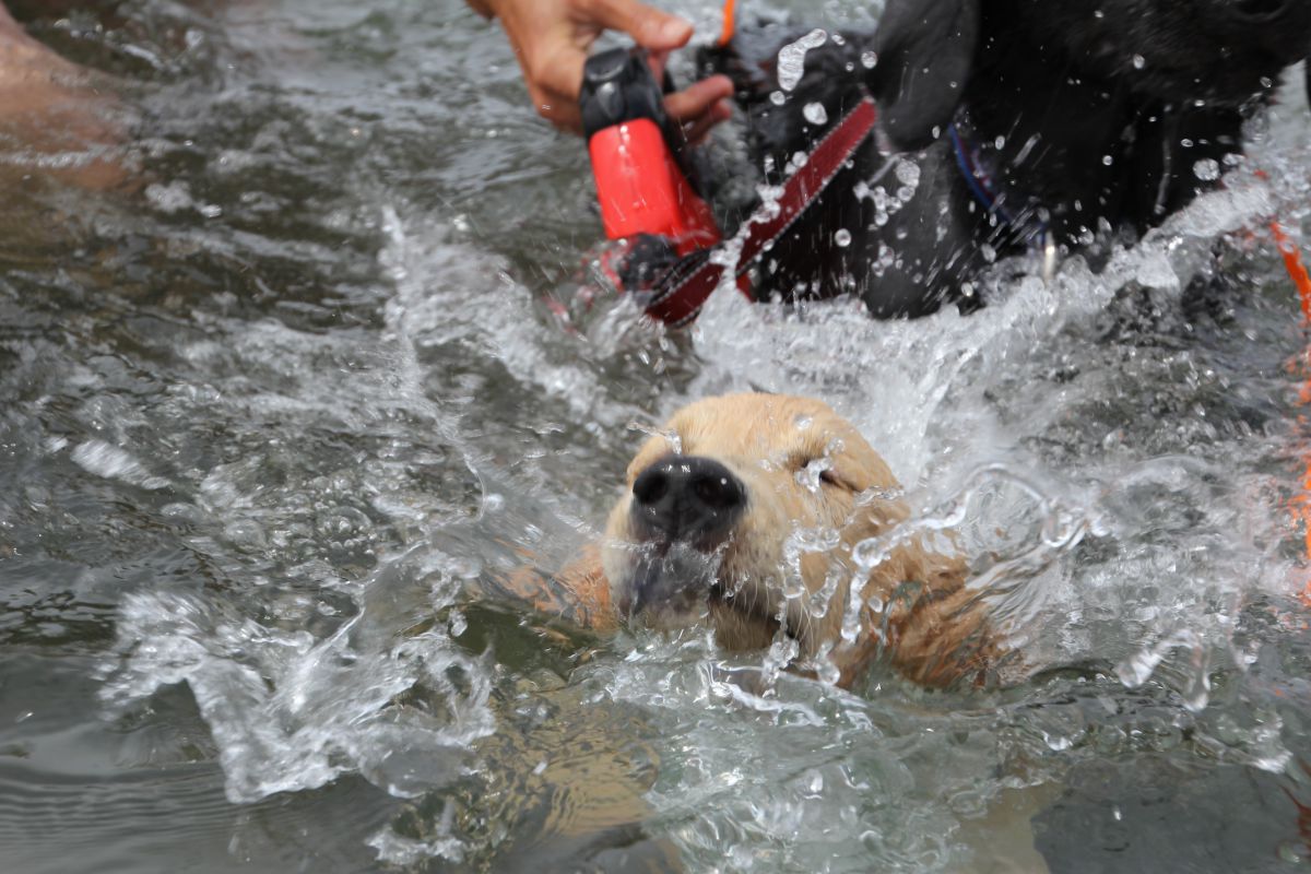 シルク溺れる 動物 犬 Ganref シルク溺れる 動物 犬 Ganref