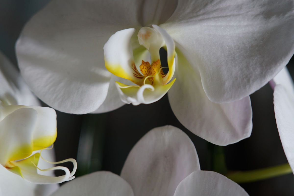 Schneider-Kreuznach Retina-Tele-Arton 4.0/85 DKL を使ってみた