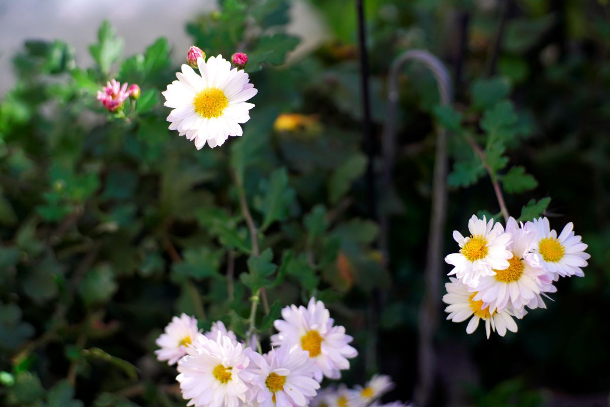 VOIGTLÄNDER COLOR-ULTRON 1.8/50 M42 の写り。① | GANREF