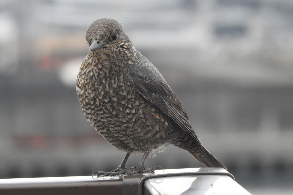 イソヒヨドリ 動物 鳥類 Ganref