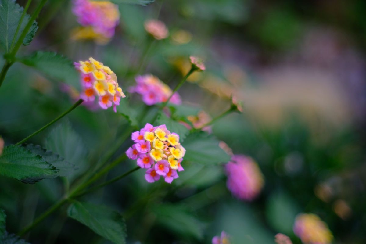 KONICA HEXANON AR 50mm F1.4 | GANREF