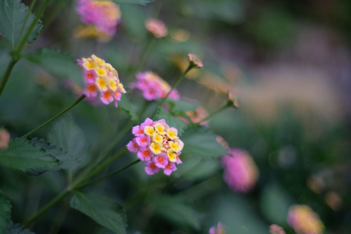端正な標準 HEXANON AR 50mm F1.4【作例あり】 KONICA HEXANON AR 50mm F1.4 | GANREF
