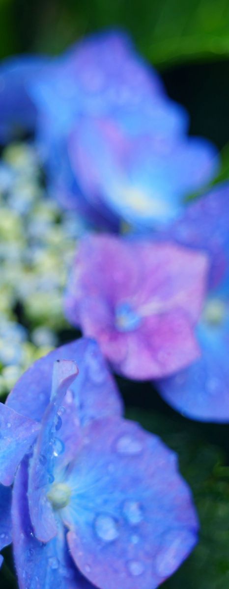 Kamerabau-Anstalt-Vaduz Kilfitt-Makro-Kilar E f:2.8/4cm EXAKTA