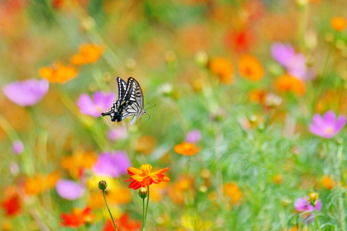 花畑をいく 動物 虫 昆虫 Ganref