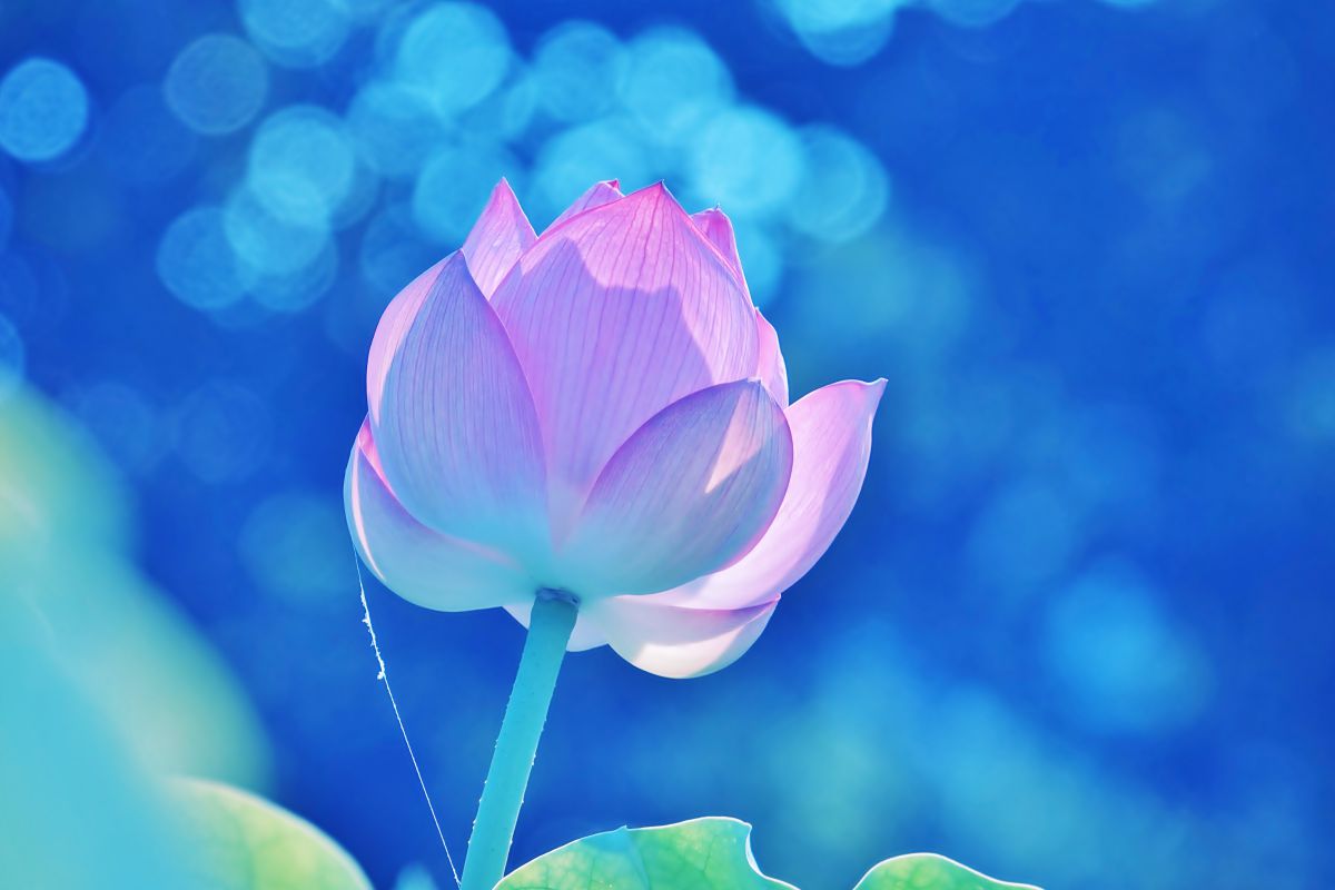 水色吐息 植物 花 花びら Ganref