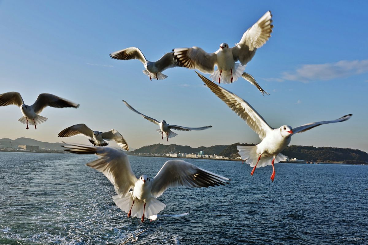 群れ飛ぶカモメ 動物 鳥類 Ganref