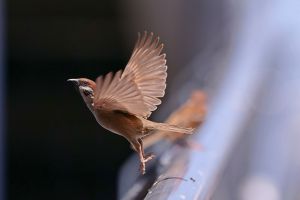 スズメページ sddefault.jpg