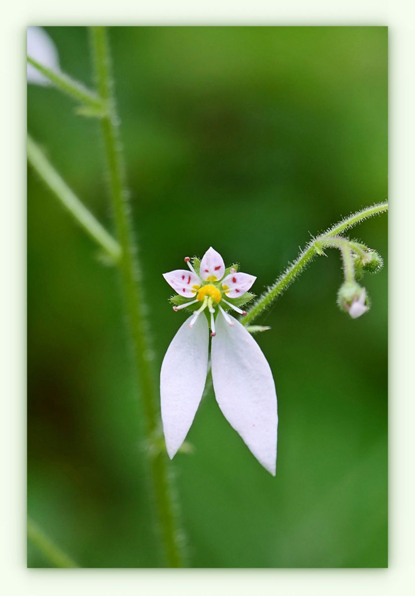 下向き 植物 花 花びら Ganref