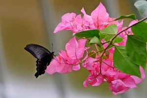 ブーゲンビリア② MDAwMDAzMTA0OQ_MC43Njk4MzcwMCA