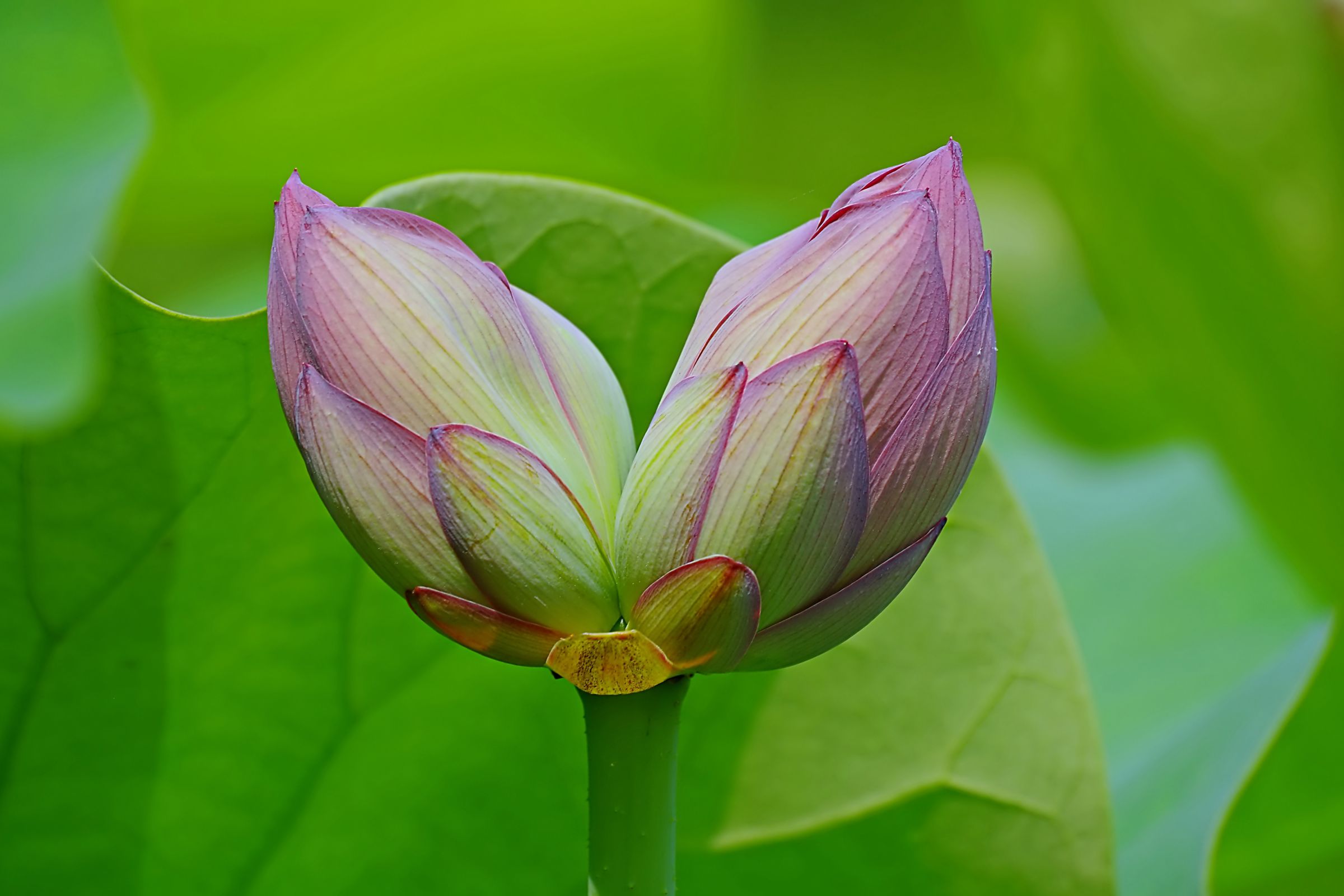 花蓮ページ １２点 蓮の開花数は早くも200を突破 | 蘇山蓮園