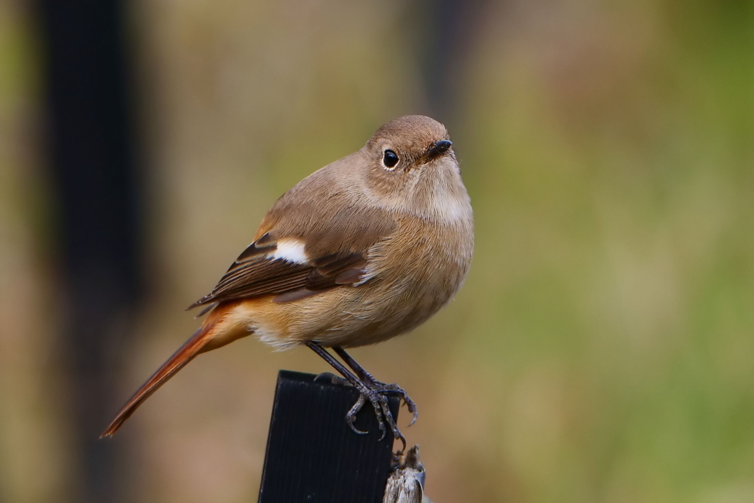 まるまるこ まるまる子さん。 | GANREF
